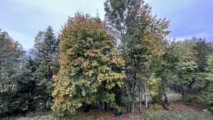Achat/immobilier/sancy/picherande/auvergne